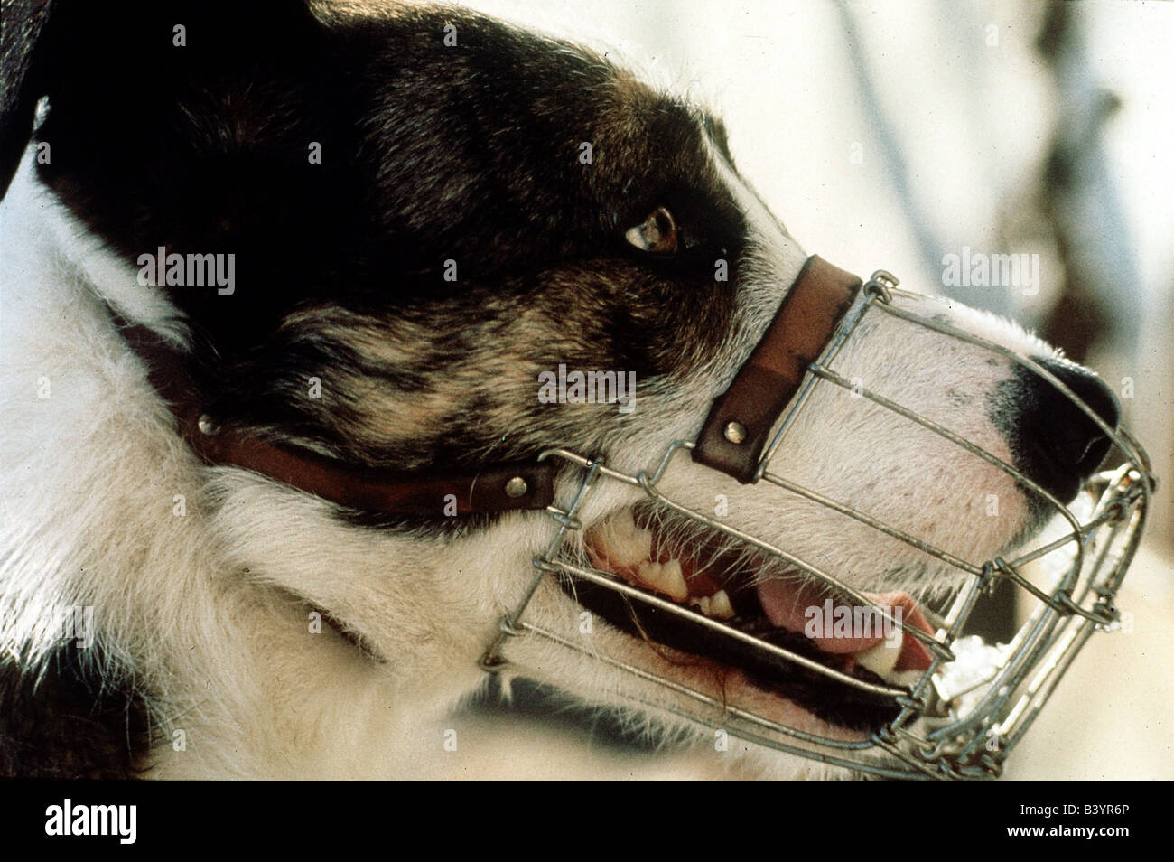 vicious looking dog muzzle