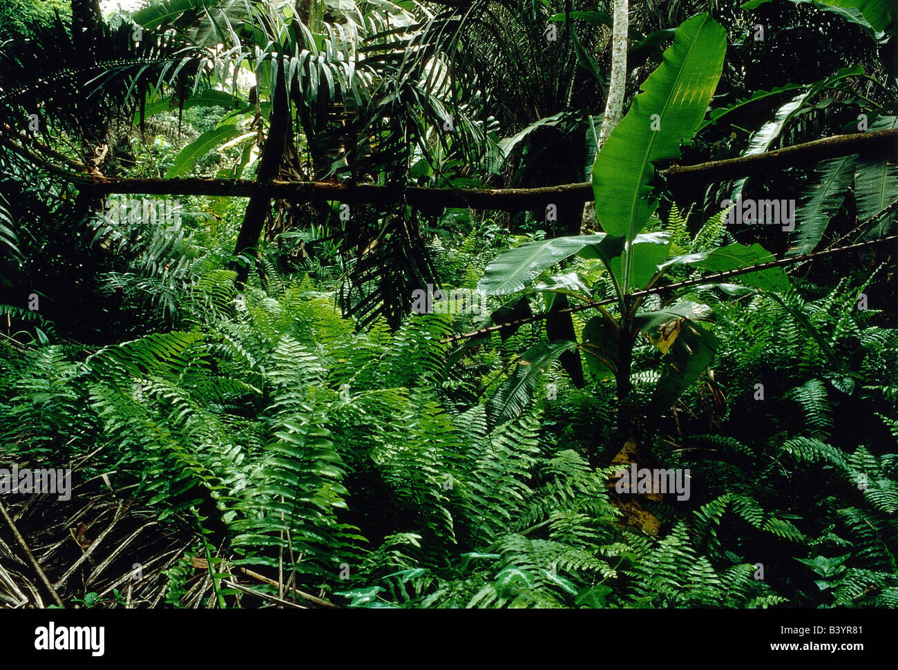 geography / travel, Nigeria, landscapes, rain forest, jungle, fern