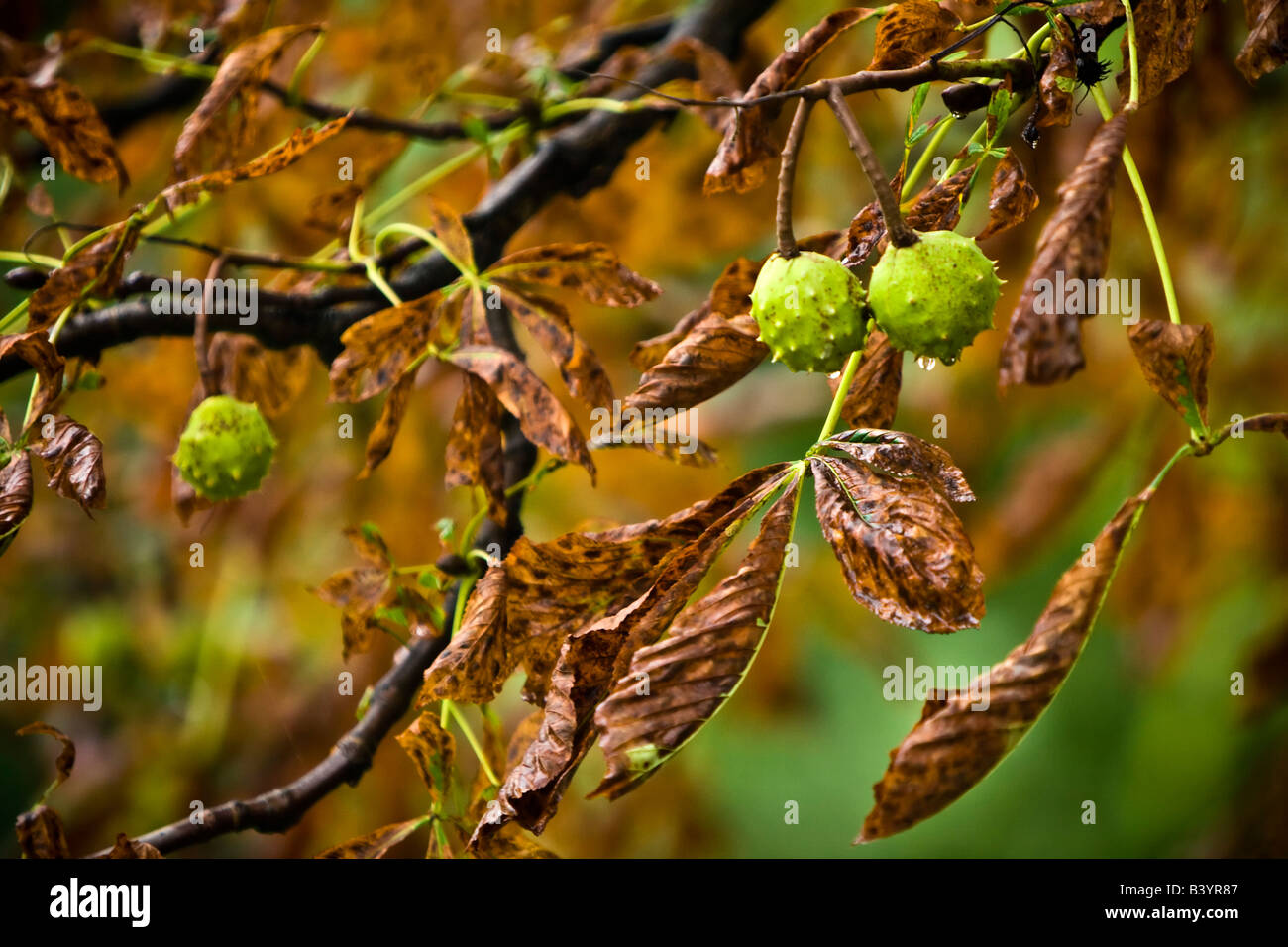 horse chestnuts and leaves in autumn Stock Photo