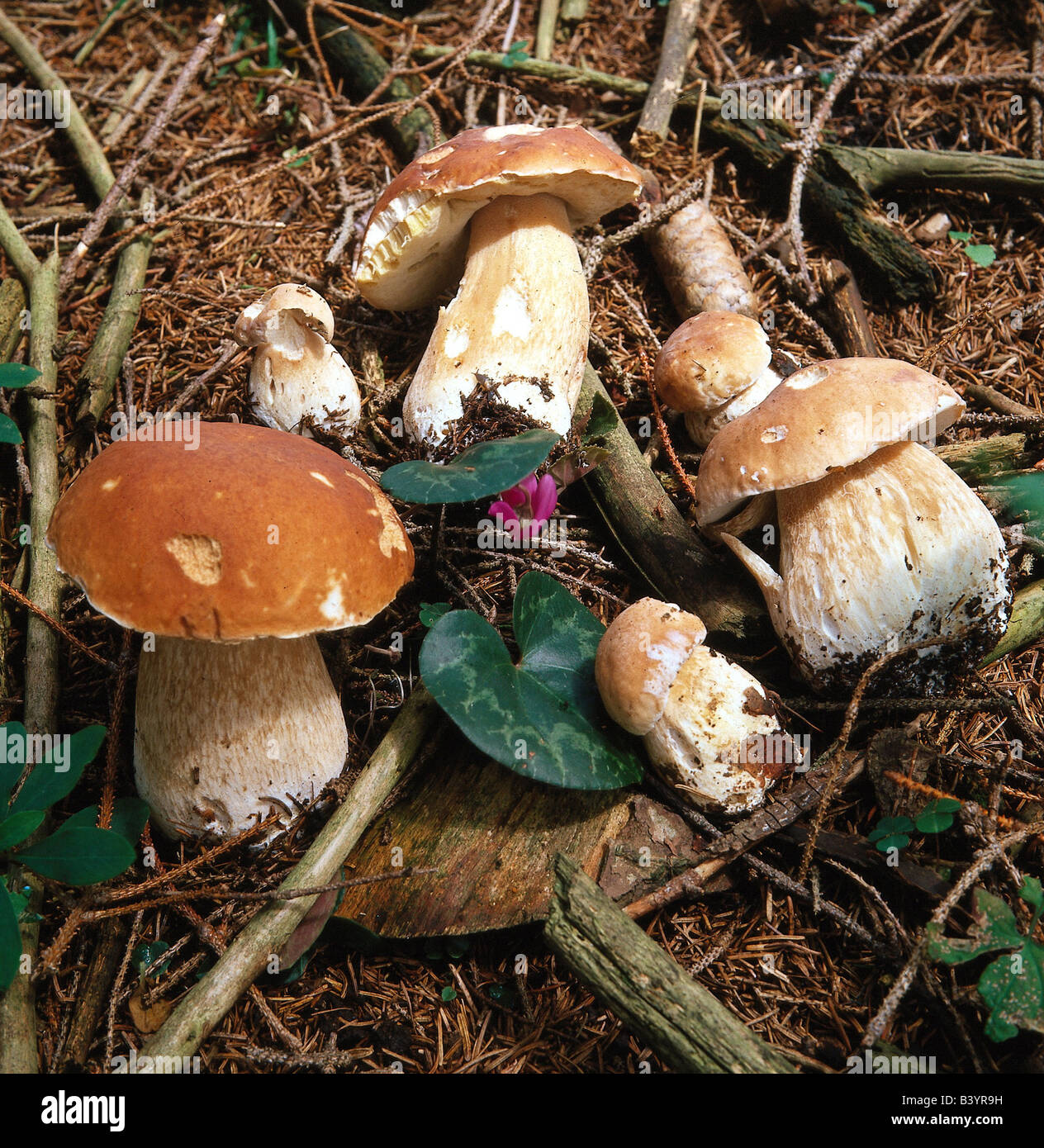 botany, fungi, Boletus, Cep, (Boletus edulis), several mushrooms on woodground, eatable, edible mushroom, Boletus crassus, Bolet Stock Photo