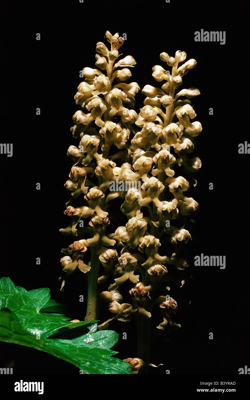 botany, nest orchid, (Neottia), species, Bird's nest Orchid, (Neottia nidus-avis), blossom, blossoms, inflorescence, Nidusavis, Stock Photo