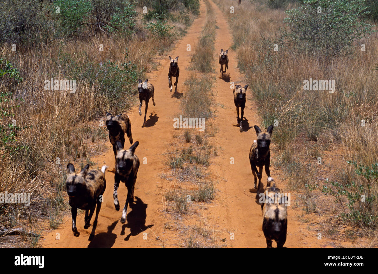 Namibia, Kalahari Desert. Pack of African wild dogs running along track