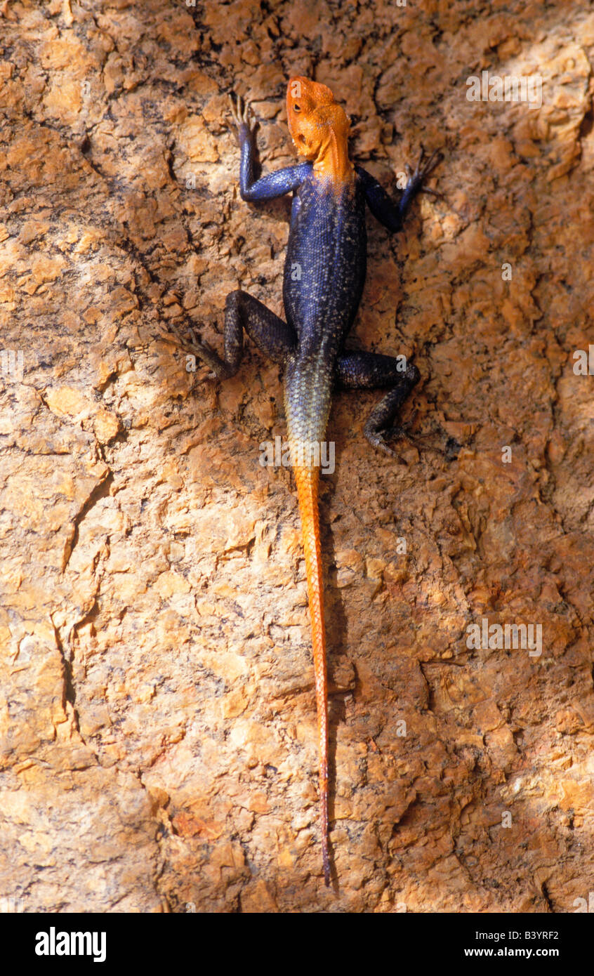 Namibia. Male Cape Flat Lizard (Platysaurus capensis) in breeding colours Stock Photo