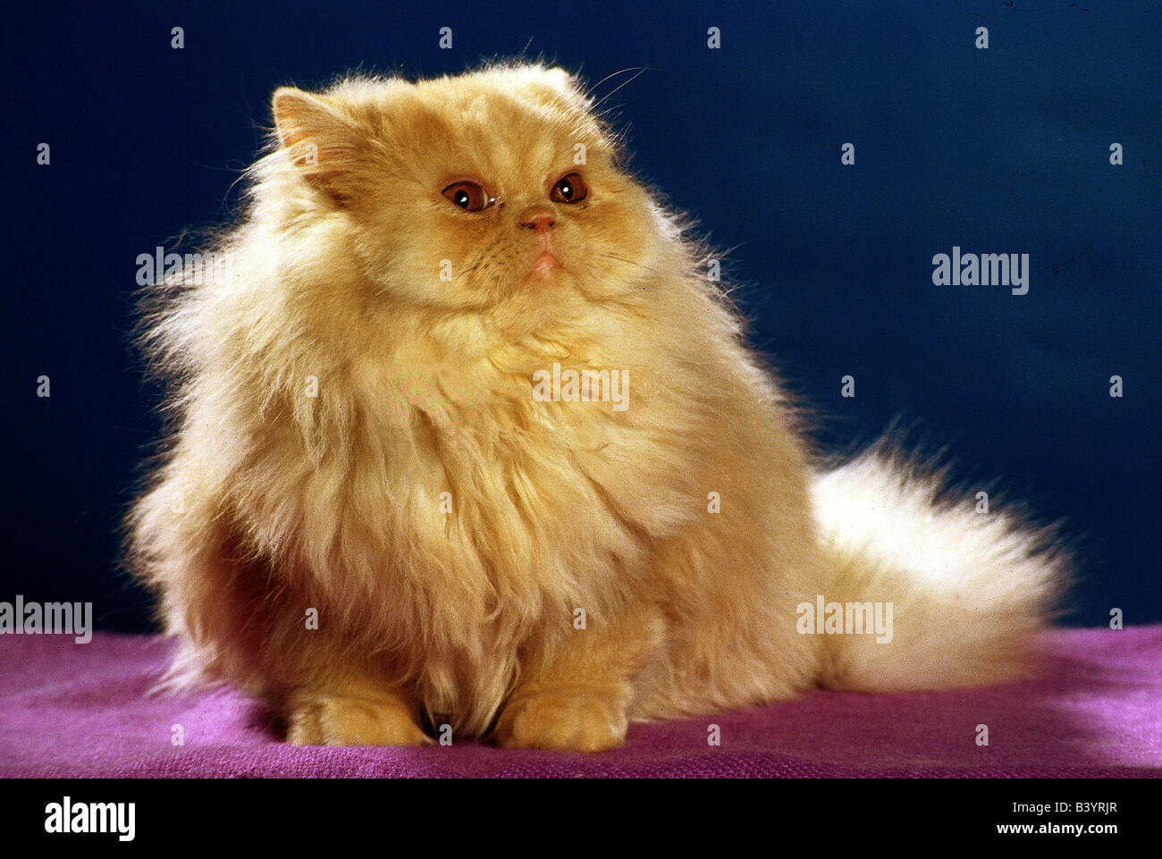 Light red persian cat sitting hi-res stock photography and images - Alamy