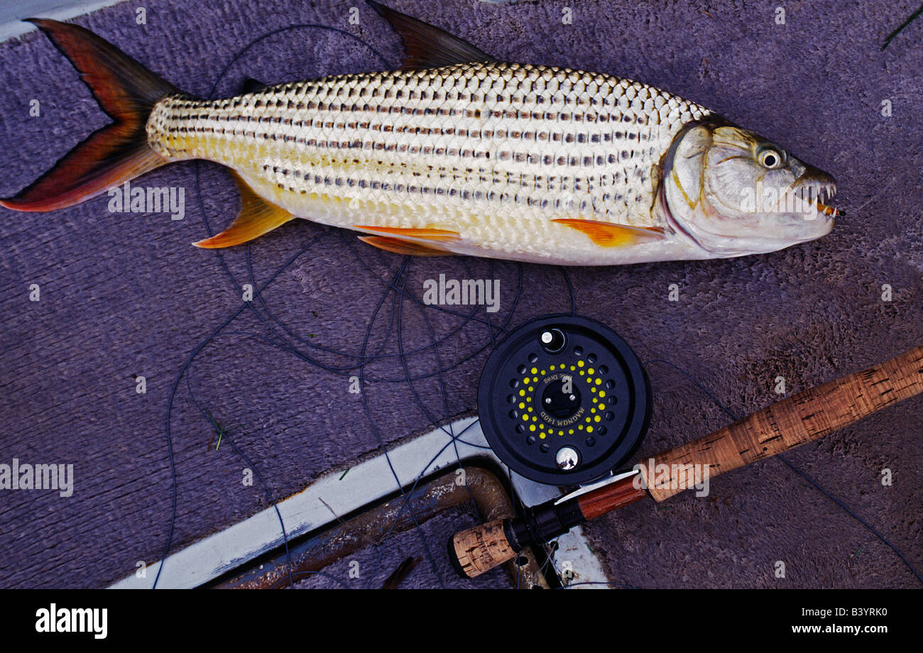 Namibia, Caprivi Strip, Zambezi River. Tiger fish caught on the fly