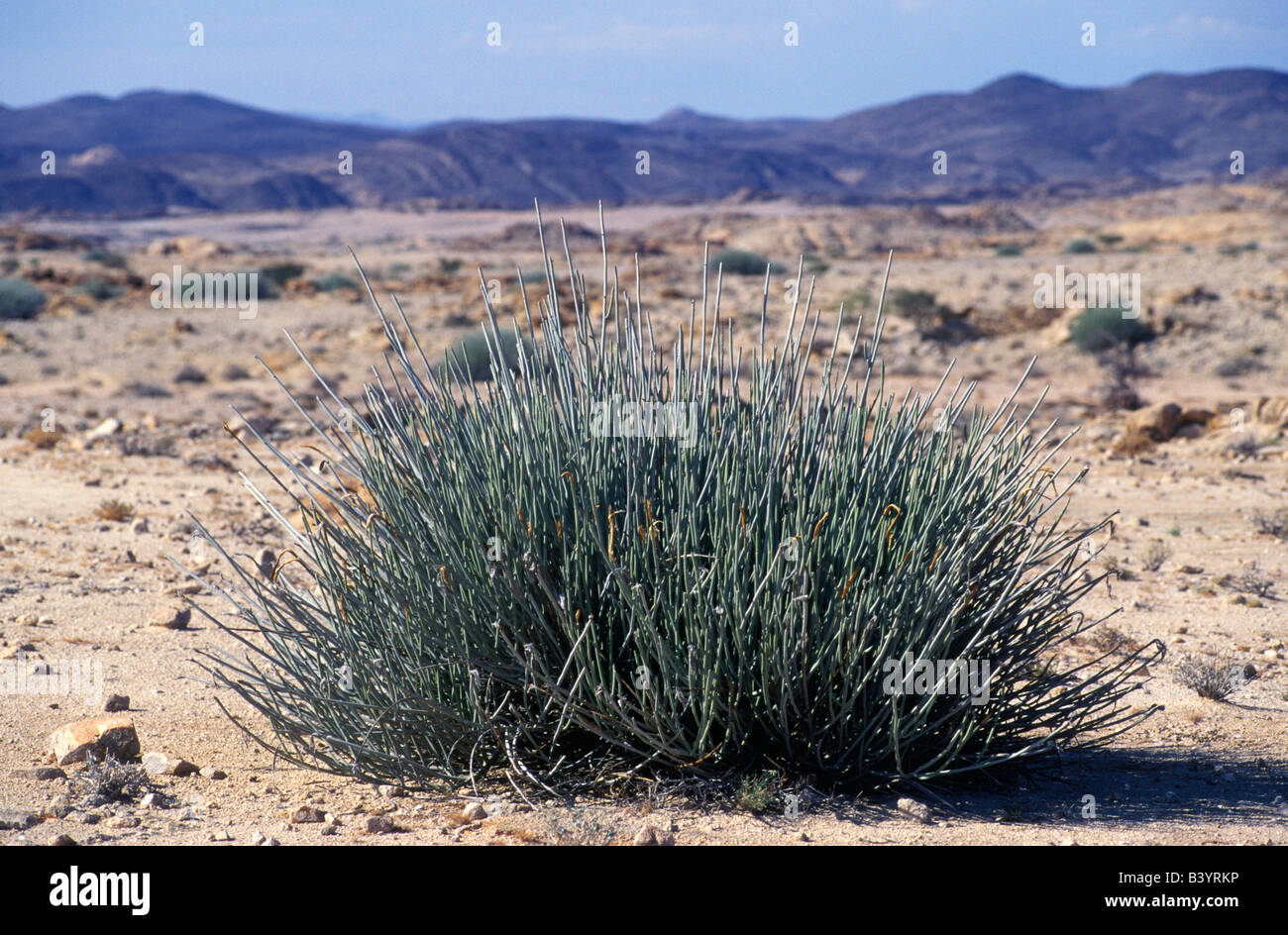 Namibia, Namib Naukluft Desert, Northern Namib Naukluft Park. Euphorbia damarana Stock Photo