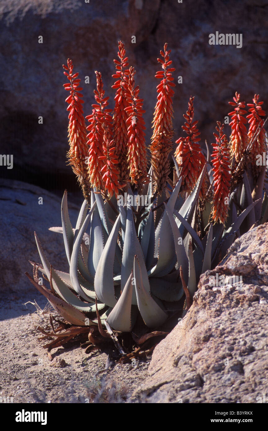 Namibia, Namib Naukluft Desert, Northern Namib Naukluft Park. Aloe asperiflora Stock Photo