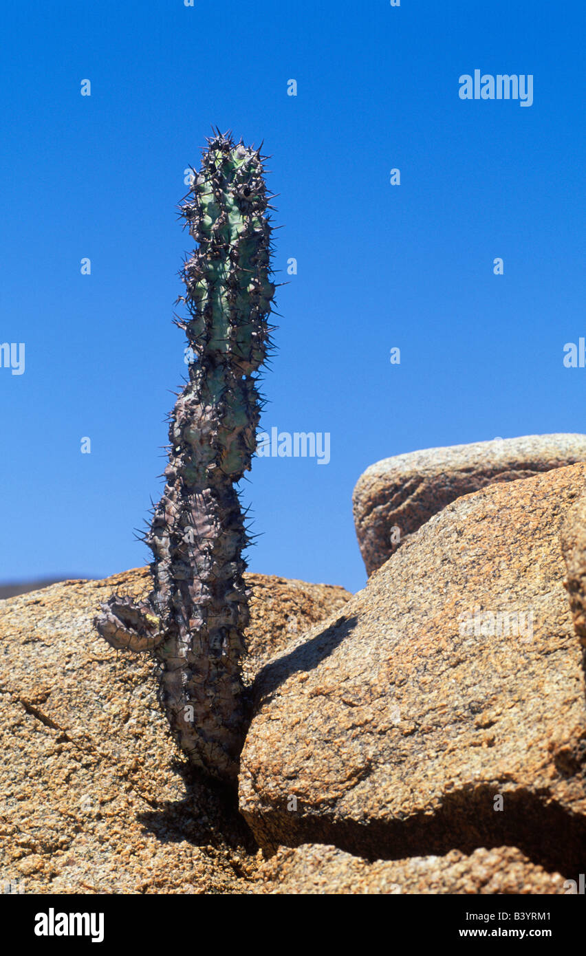 Namibia, Namib Naukluft Desert, Northern Namib Naukluft Park. Euphorbia virosa Stock Photo