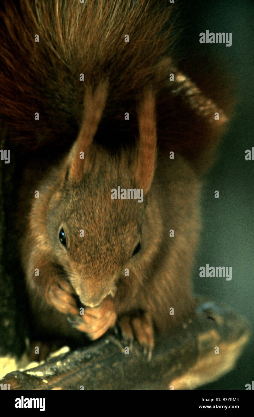 zoology / animals, mammal / mammalian, Squirrels, Red Squirrel