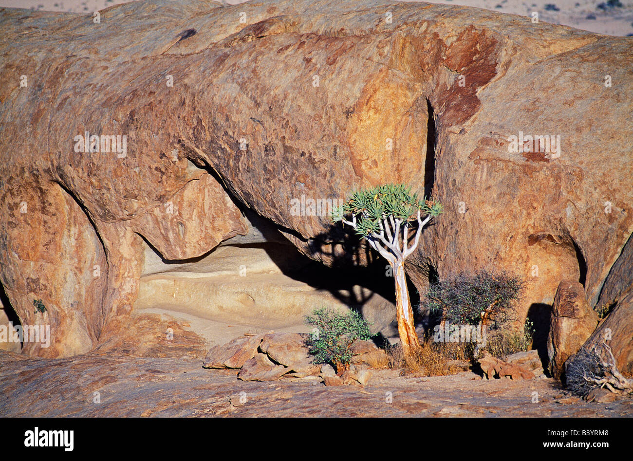 Namibia, Northern Namib Naukluft Park, Bloedkoppie. Quiver Tree (Aloe dichotoma) high on Bloedkoppie Stock Photo