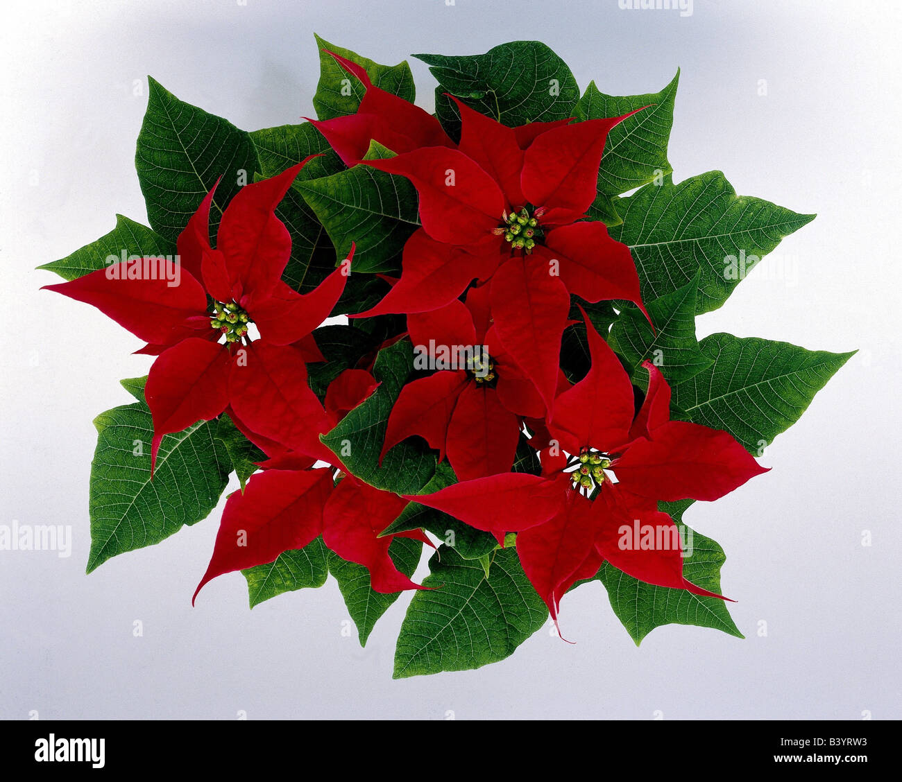 botany, Spurge, (Euphorbia), Christmas star, (Euphorbia pulcherrima), blossoms, studio shot, ornamental plants, red, blooming, f Stock Photo