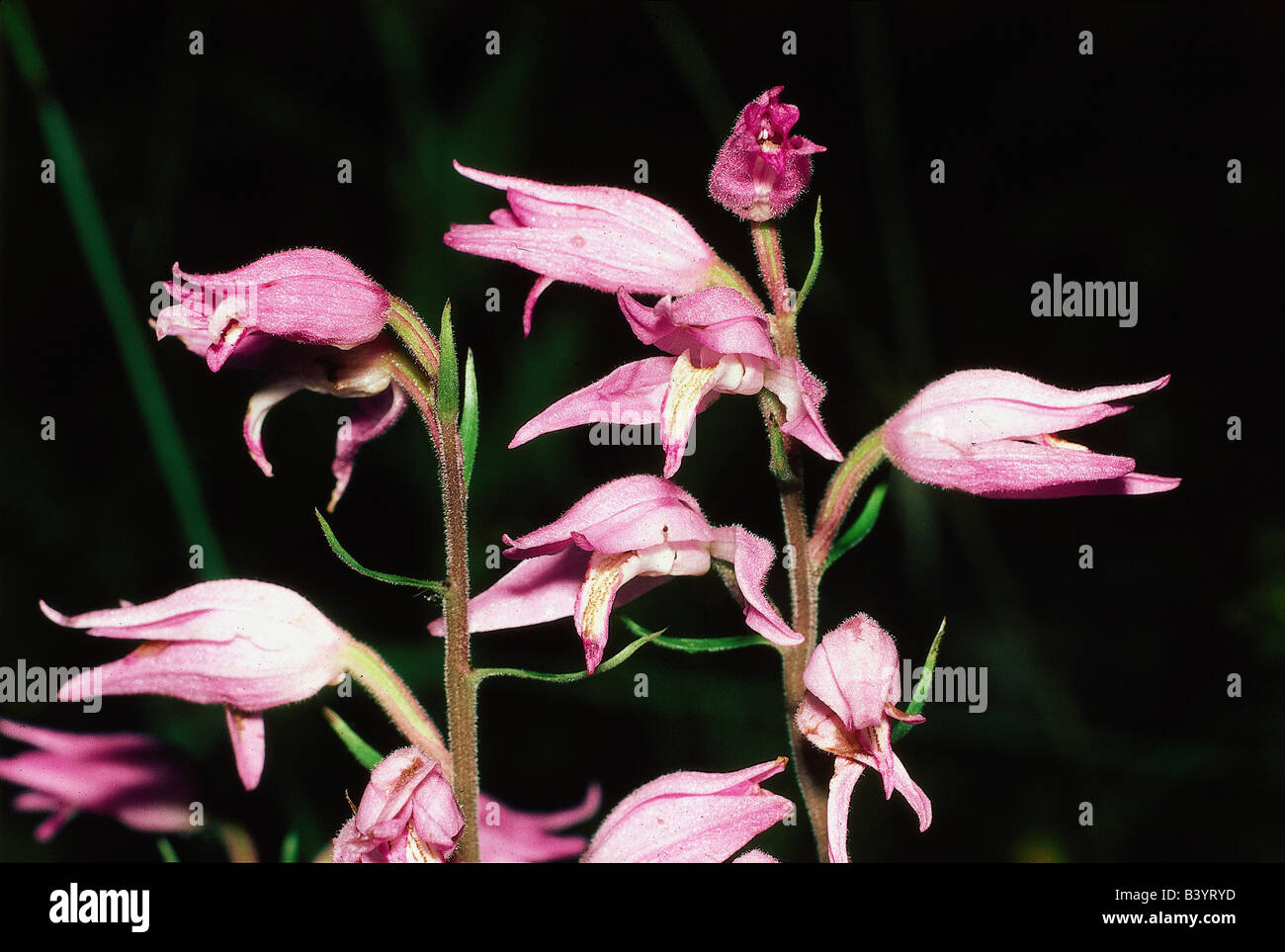 botany, Helleborine, (Cephalanthera), Red Helleborine, (Cephalanthera rubra), blossom, Orchidaceae, orchid, Orchidales, Liliidae Stock Photo