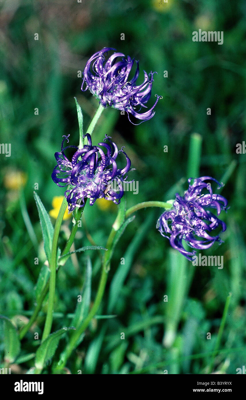 botany, Rampion, (Phyteuma), Globe-headed Rampion, (Phyteuma hemisphaericum), blossoms, at shoot, Campanulaceae, Asteridae, Camp Stock Photo