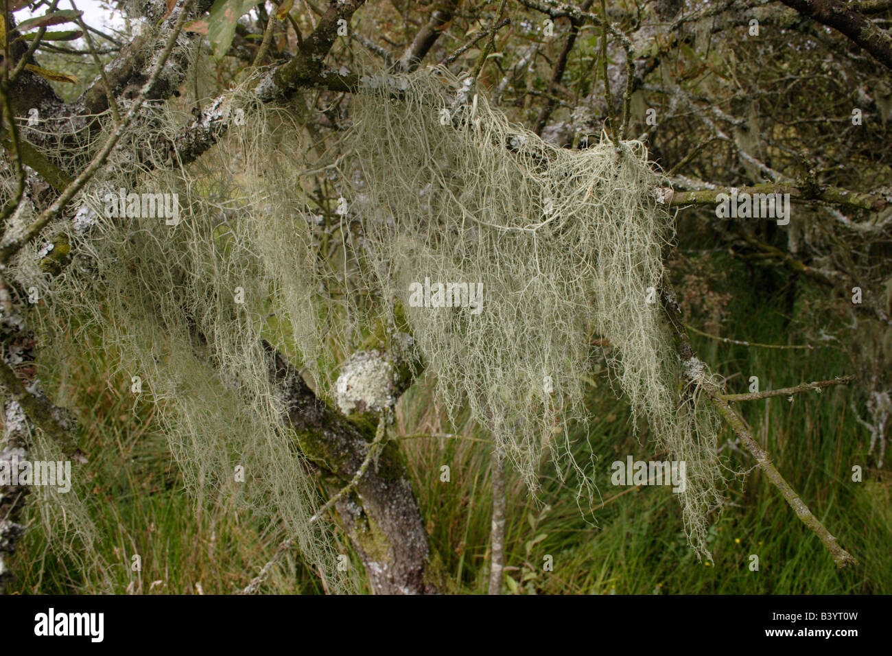 String of sausages lichen Usnea articulata UK Stock Photo