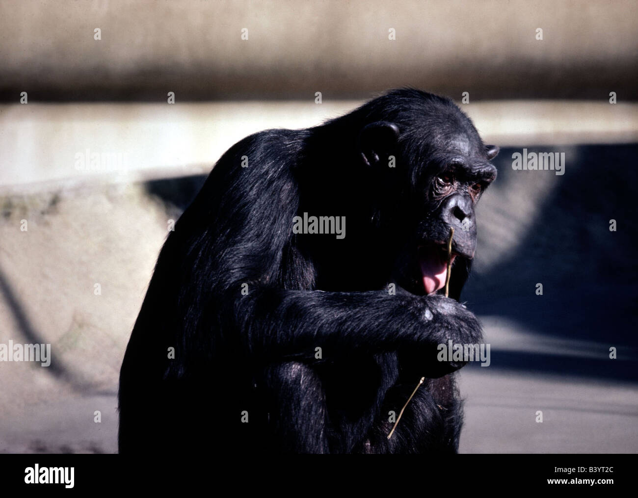 zoology / animals, mammal / mammalian, apes, Common Chimpanzee, (Pan
