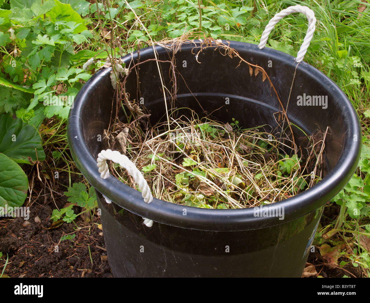 bucket of weeds Stock Photo Alamy