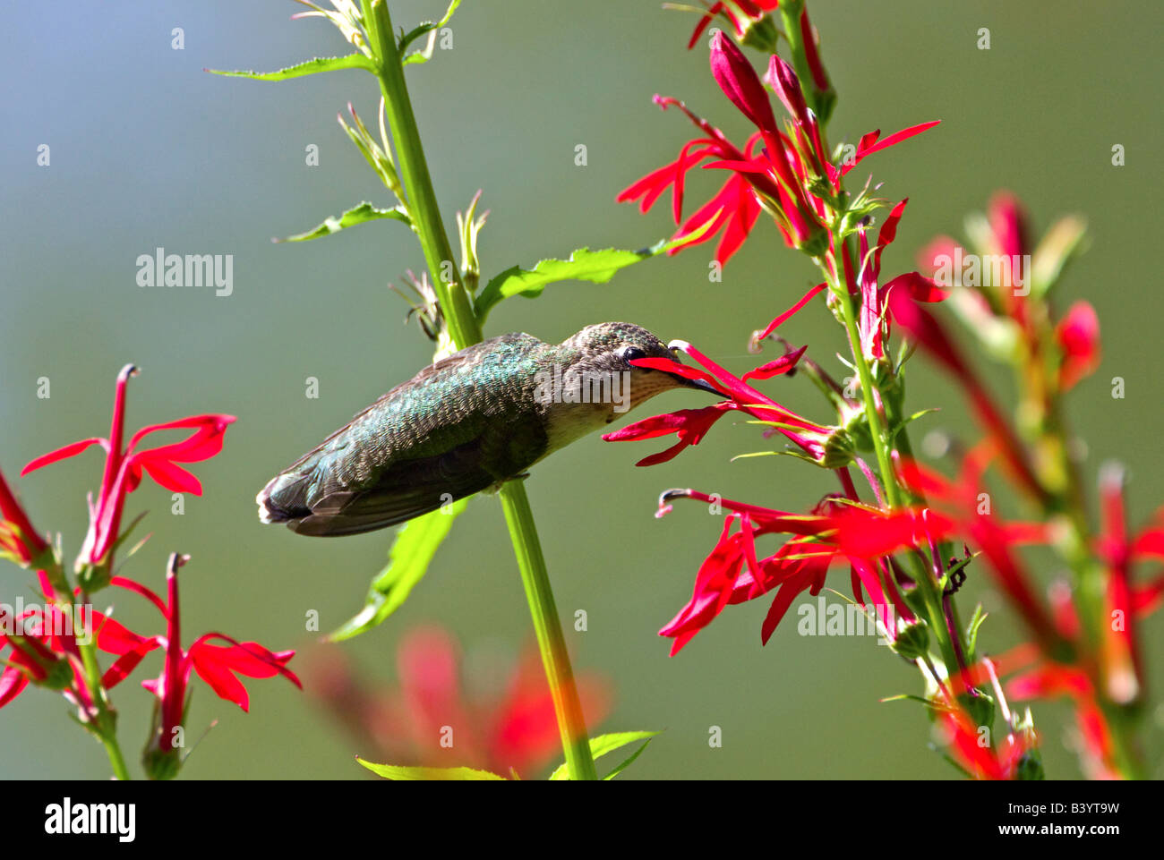 A Ruby-Throated Hummingbird drinking from red Penstemon flowers while perched on a stem. Stock Photo