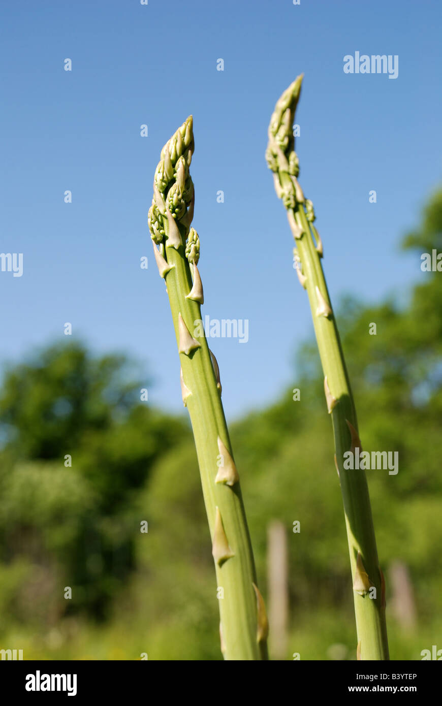 Asparagus growing Stock Photo Alamy