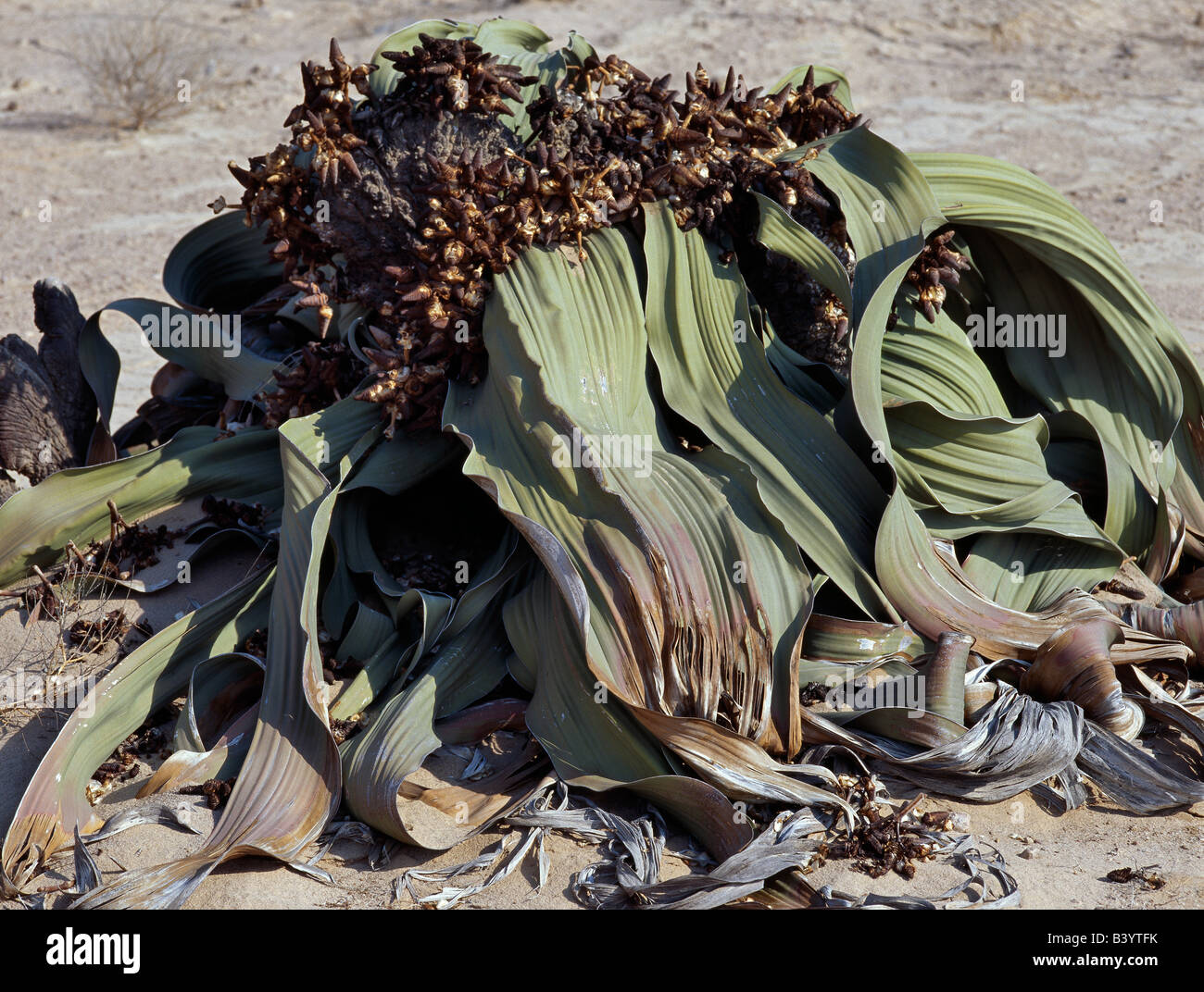 Namibia, Central Namib Desert, NamibNaukluft Park. A Welwitschia