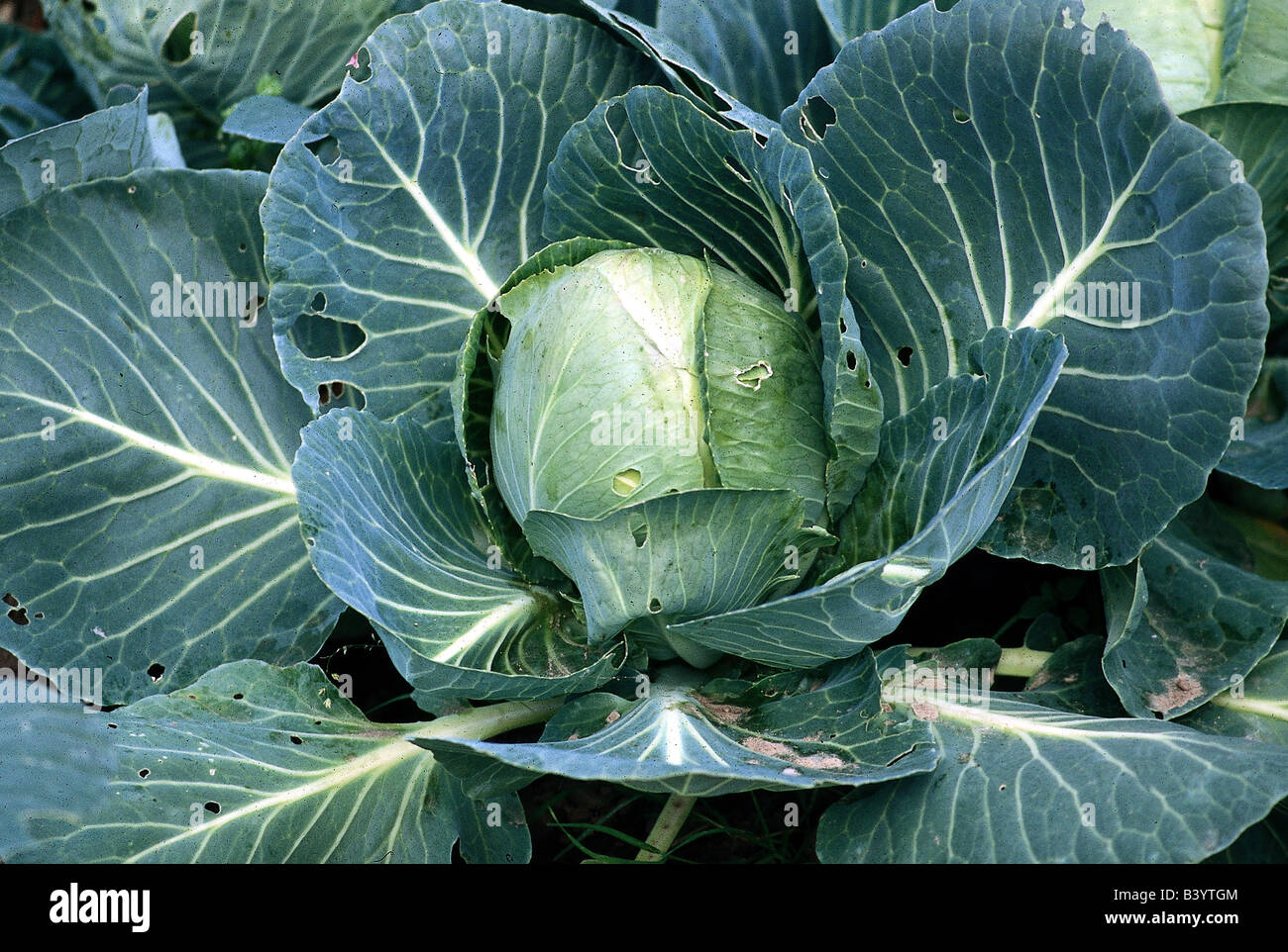 botany, white cabbage, (Brassica oleracea), Brassicaceae, Cruciferae, Dilleniidae, Capparales, vegetable, vegetables, Stock Photo