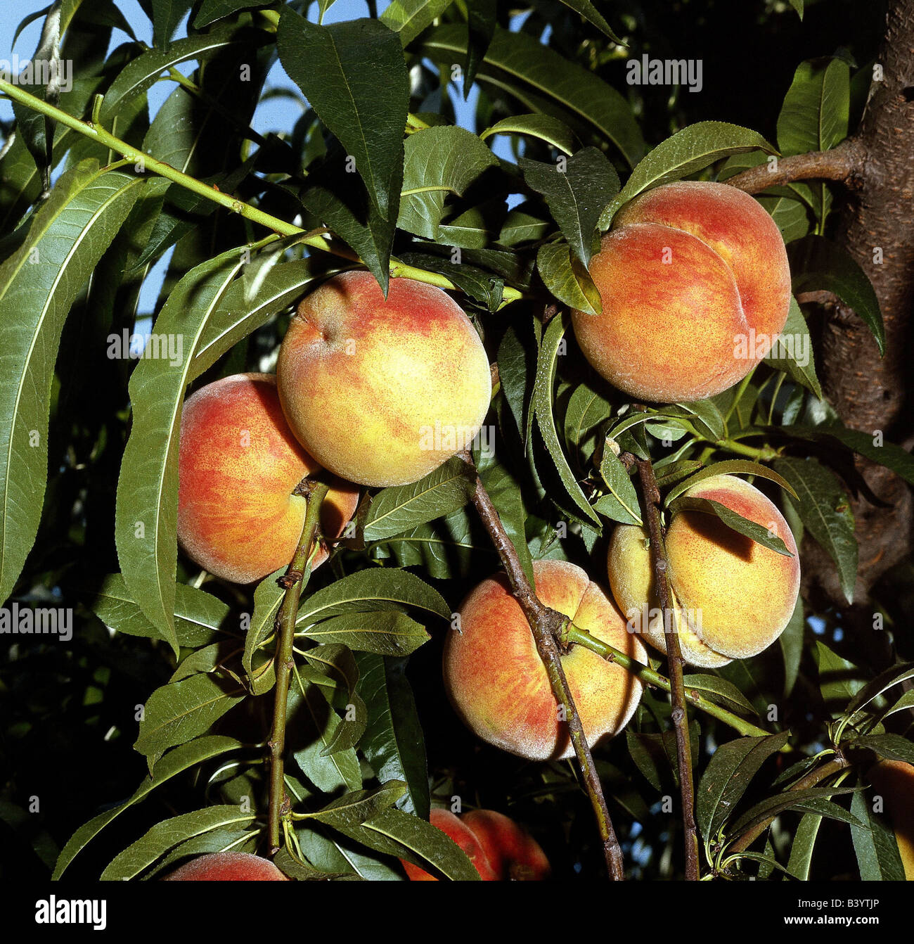 botany, peach, (Prunus persica), peaches, at tree, hanging, at branch, growing, growth, fruits, skin, stone fruit, mellow, ripen Stock Photo
