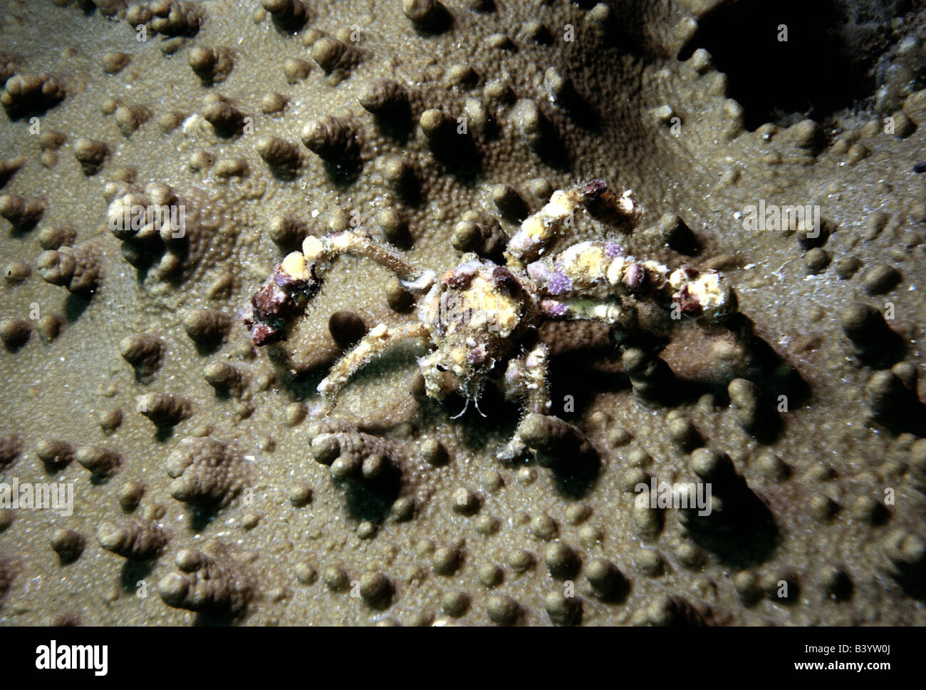 zoology / animals, shellfish / crustacean, Decorator Crab, (Camposcia retusa), in sand, distribution: Indo Pacific Ocean, animal Stock Photo