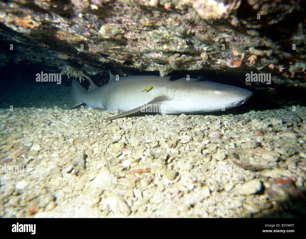 zoology / animals, fish, sharks, Shorttail nurse shark, (Ginglymostoma brevicaudatum Djibouti), resting under corals, distributi Stock Photo