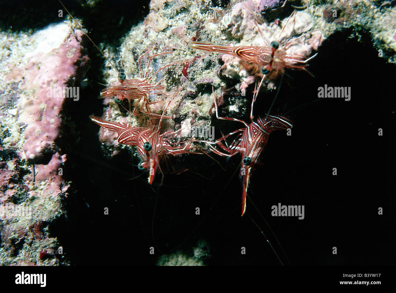 zoology / animals, shellfish / crustacean, Dancing Shrimp, (Rhynchocinetes durbanensis), several shrimps, on rock, underwater, d Stock Photo
