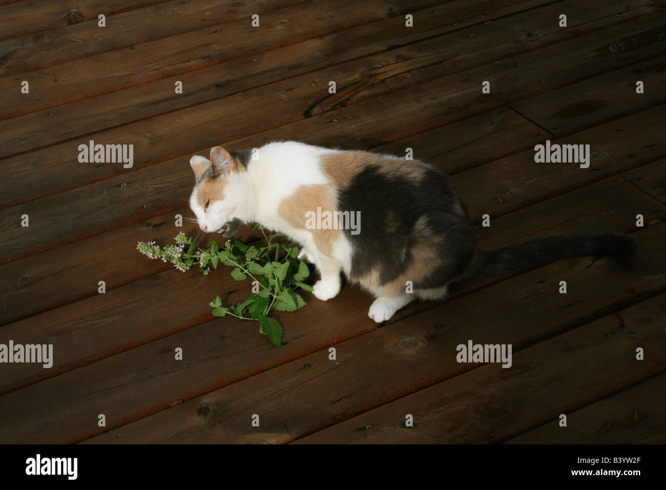 Cat eating Catnip Stock Photo Alamy