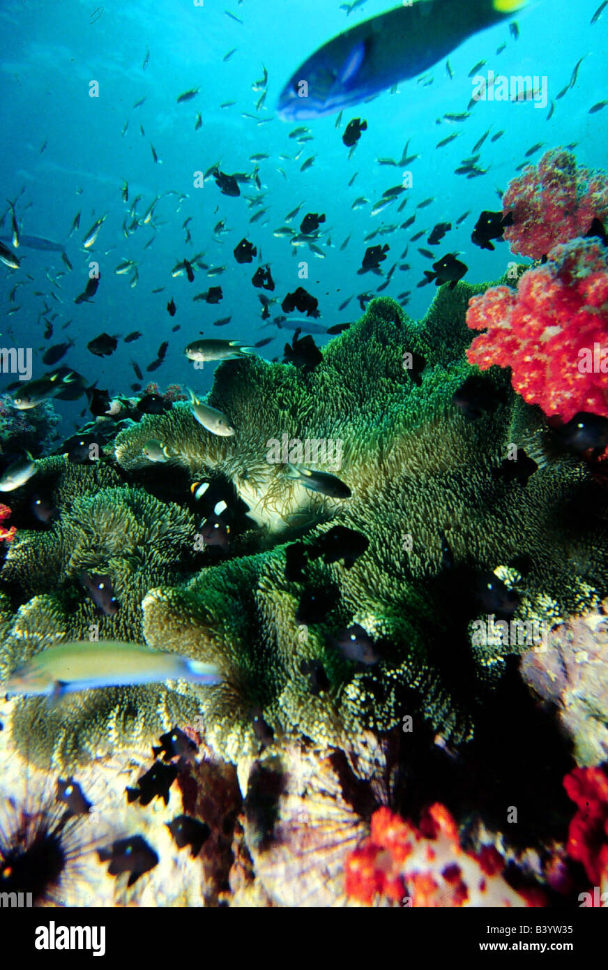zoology / animals, cnidaria, coral reef with many coloured fish, corals, underwaterworld, underwater, waterworld, under water, s Stock Photo