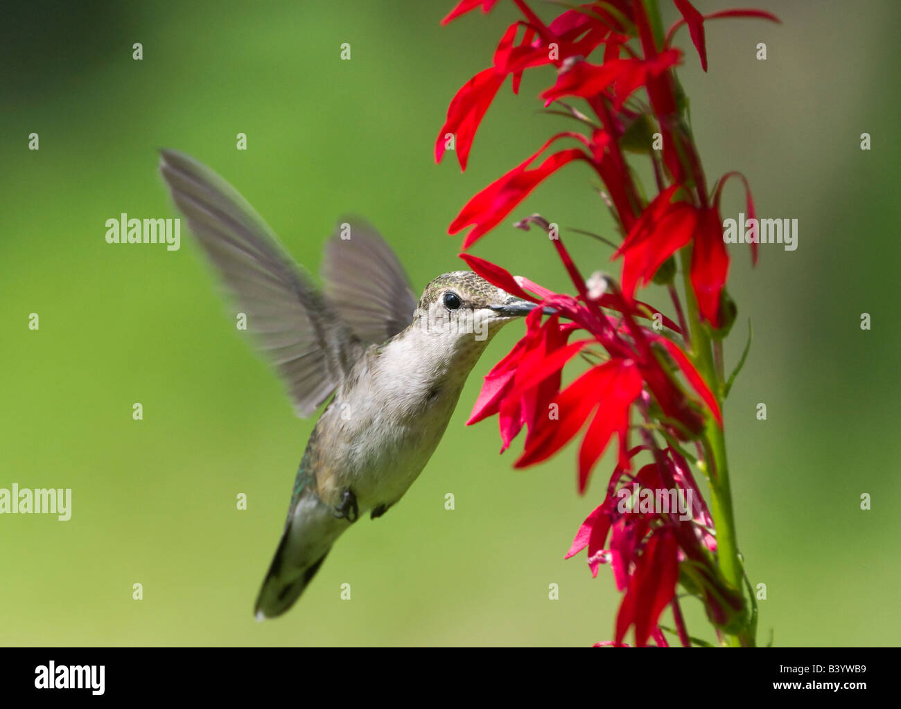 A Ruby-Throated Hummingbird drinking from red Penstemon flowers. Stock Photo