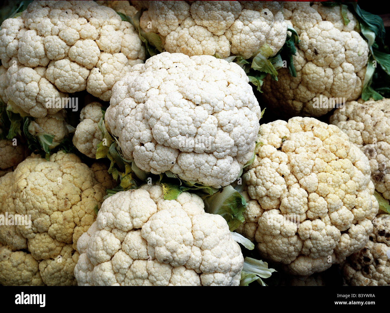botany, cauliflower, (Brassica botrytis), Brassicaceae, Dilleniidae, Capparales, vegetable, vegetables, cabbage, Cruciferae, Stock Photo