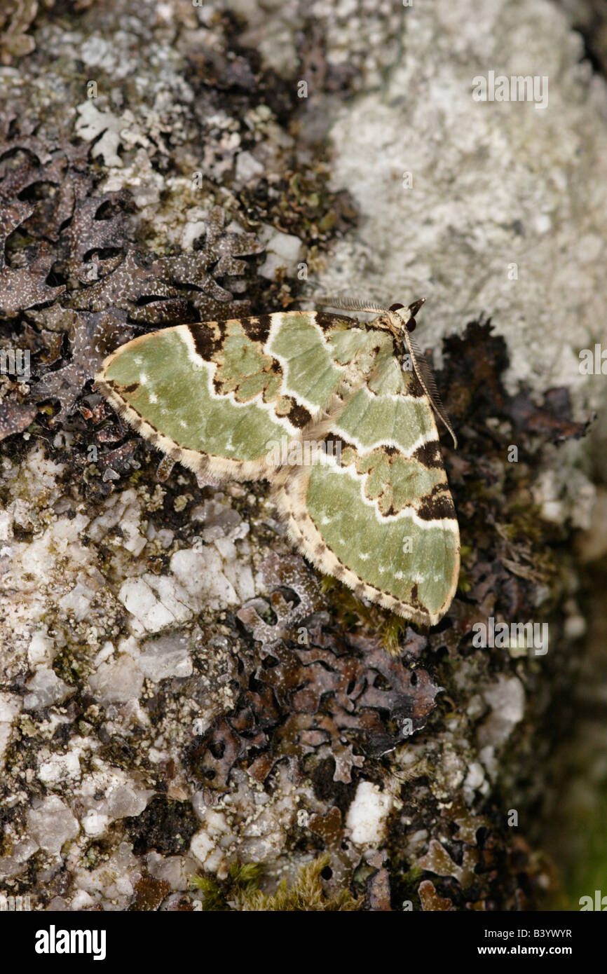 Green carpet moth Colostygia pectinataria Geometridae on a granite rock