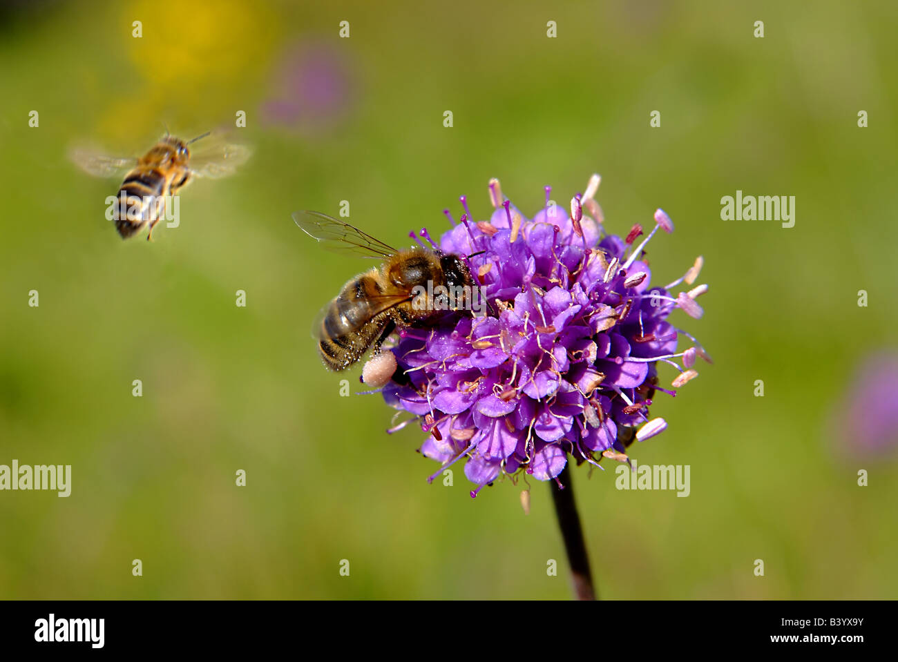 united kingdom honey bee in flight and on wild flower field scabious Stock Photo
