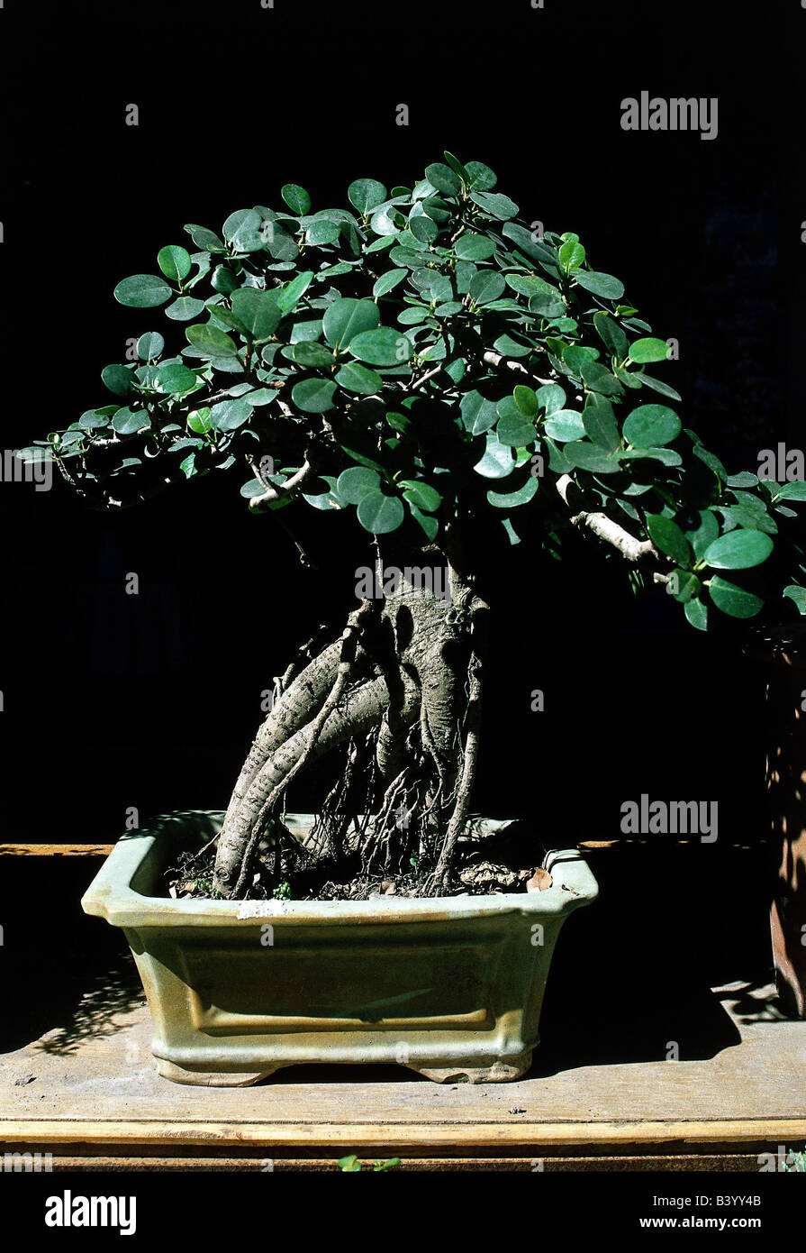 botany, bonsai, sapling, in pot, potted plant, tree, miniature Stock