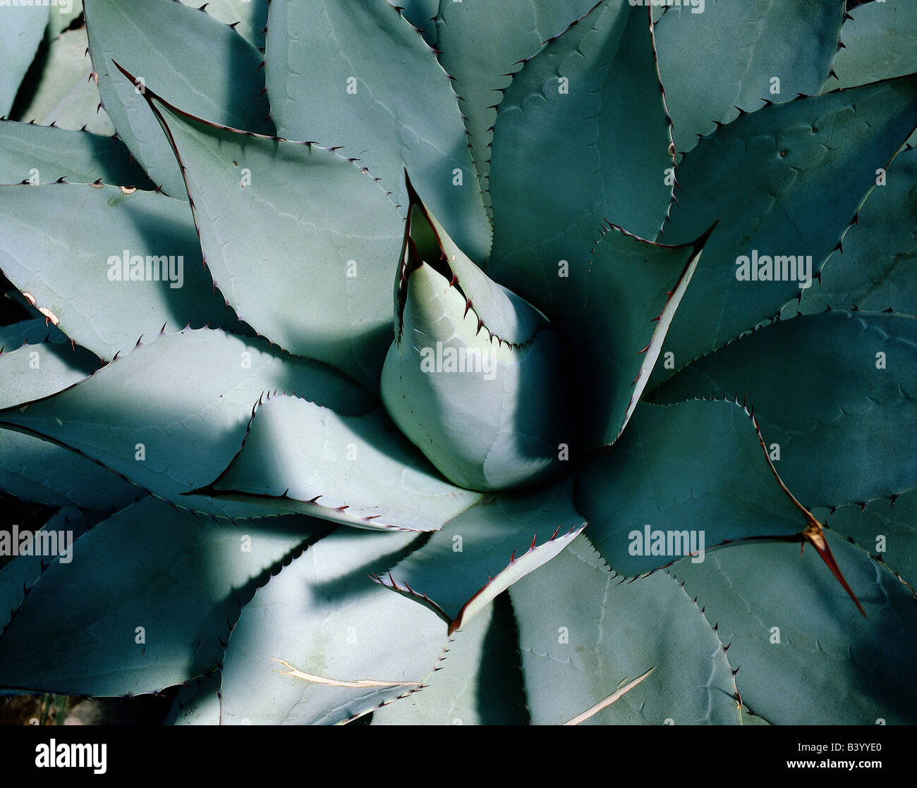 botany, Agave, Century plant, leaves, with thorns, thorn, leaf, Agavaceae, Liliidae, Liliales, Maguey, American aloe, Stock Photo