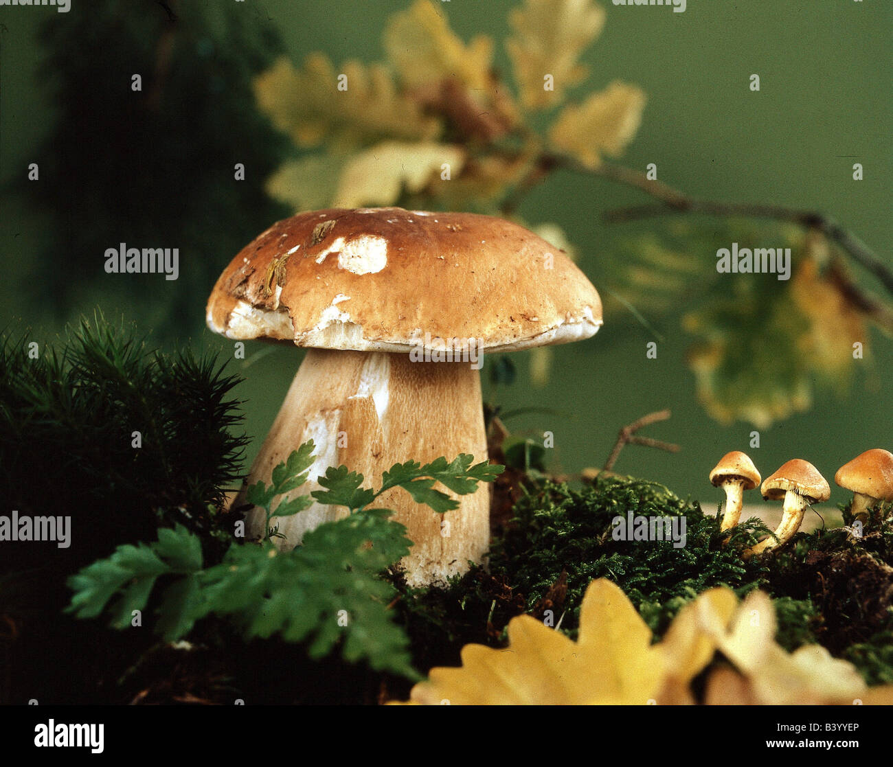botany, fungi, Boletus, Cep, (Boletus edulis), several mushrooms on woodground, eatable, edible mushroom, Boletus crassus, Bolet Stock Photo