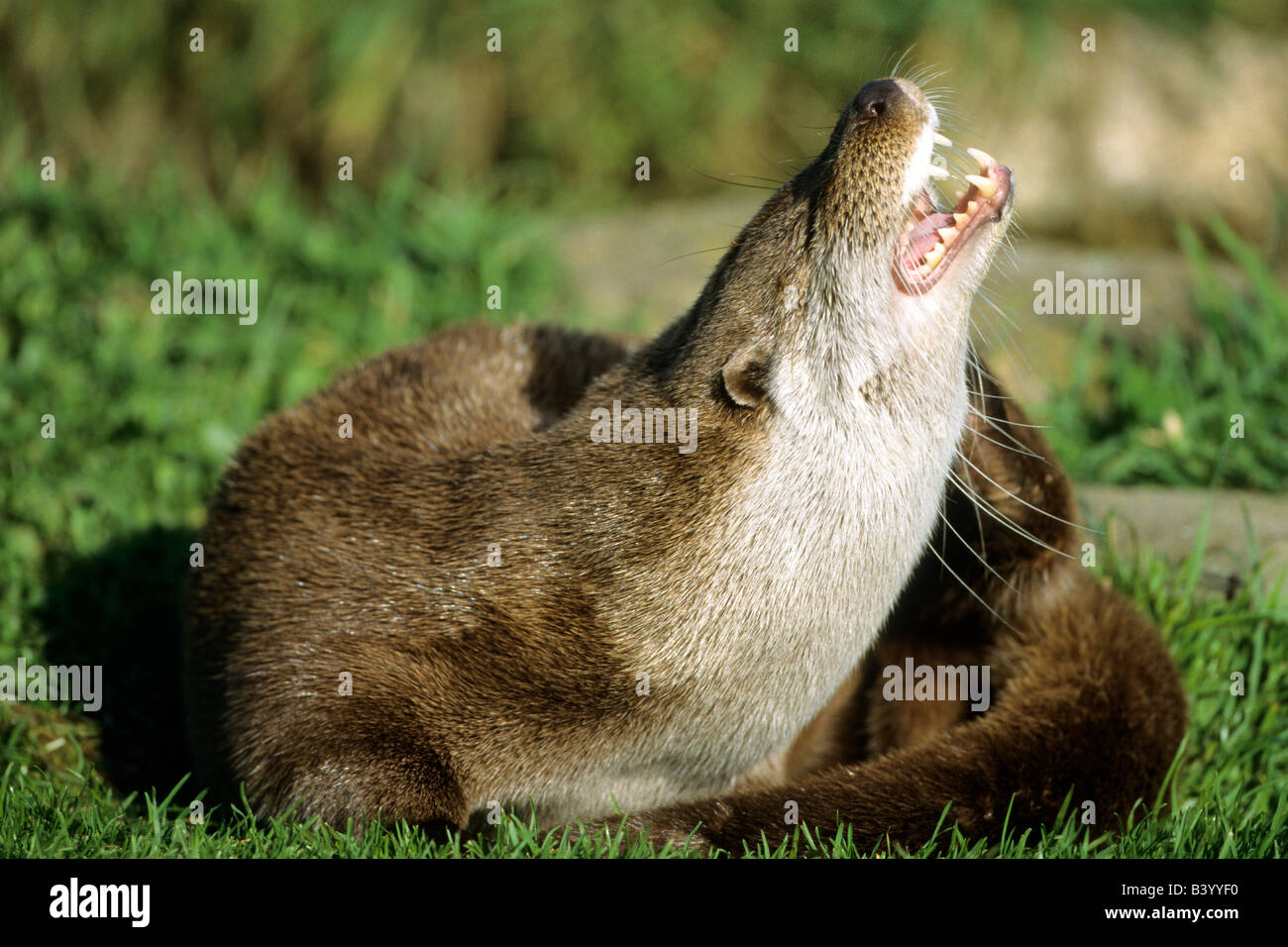 European River Otter Lutra lutra yawning male showing teeth Stock Photo