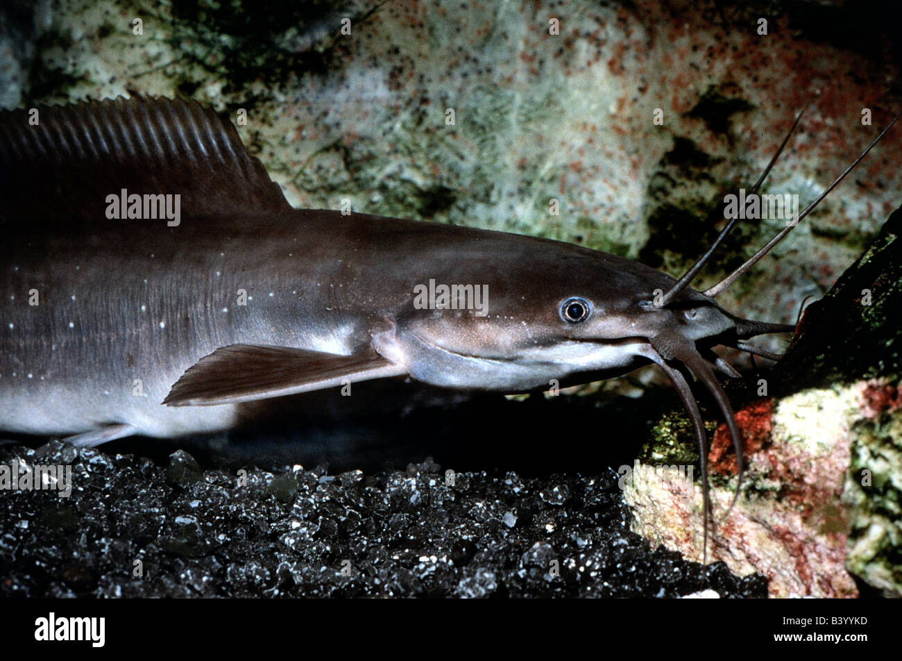zoology / animals, fish, catfish, Walking catfish, (Clarias Batrachus), distribution: North America, magur, pla duk dam, Clariid Stock Photo