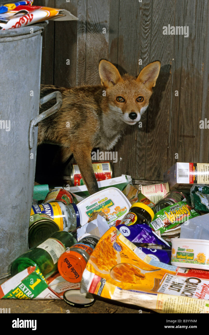 Red Fox (Vulpes vulpes) scavenging for food around dustbin Stock Photo Alamy
