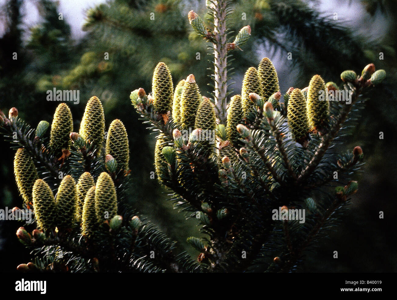 botany, fir, (Abies), cones, conifers, Pinaceae, Pinophyta, cone, Stock Photo
