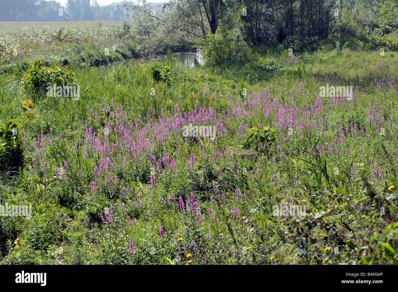 PURPLE LOOSESTRIFE LYTHRUM SALICARIA GROWING IN A WATERMEADOW NEAR RIVER INDRE FRANCE Stock Photo