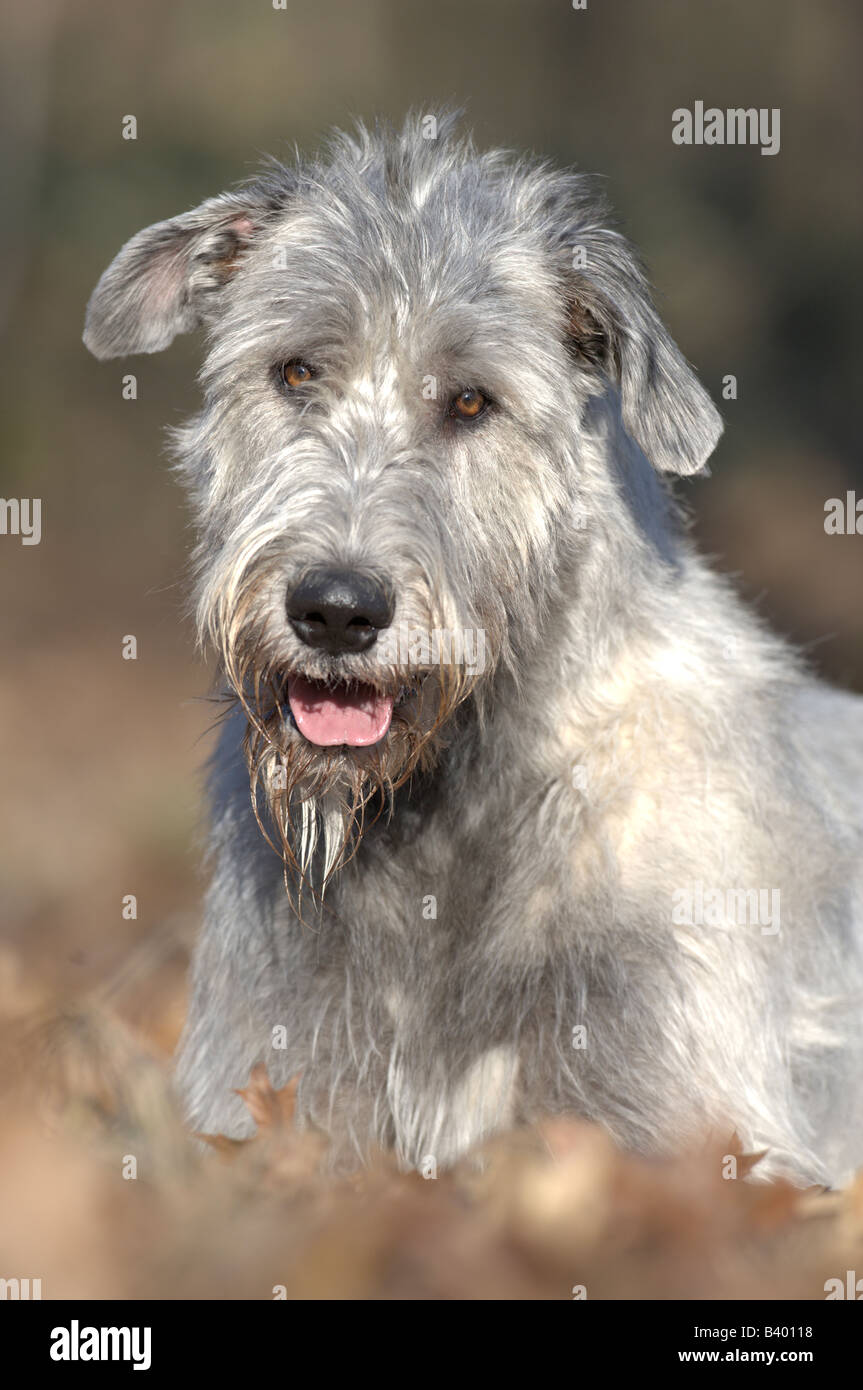 Irish Wolfhound (Canis lupus familiaris), portrait Stock Photo