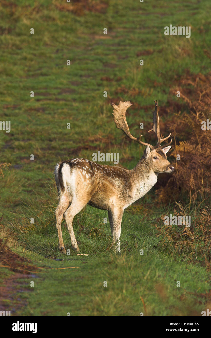 Fallow Deer Dama dama walking along track with bracken background in Bradgate Park, Leicestershire in October. Stock Photo
