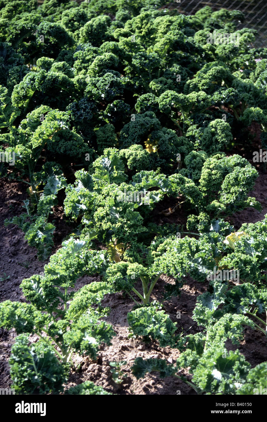 botany, Kale, (Brassica sabellica), Borecole, on field, Brassicaceae, Capparales, Dilleniidae, cabbage, vegetable, vegetables, g Stock Photo