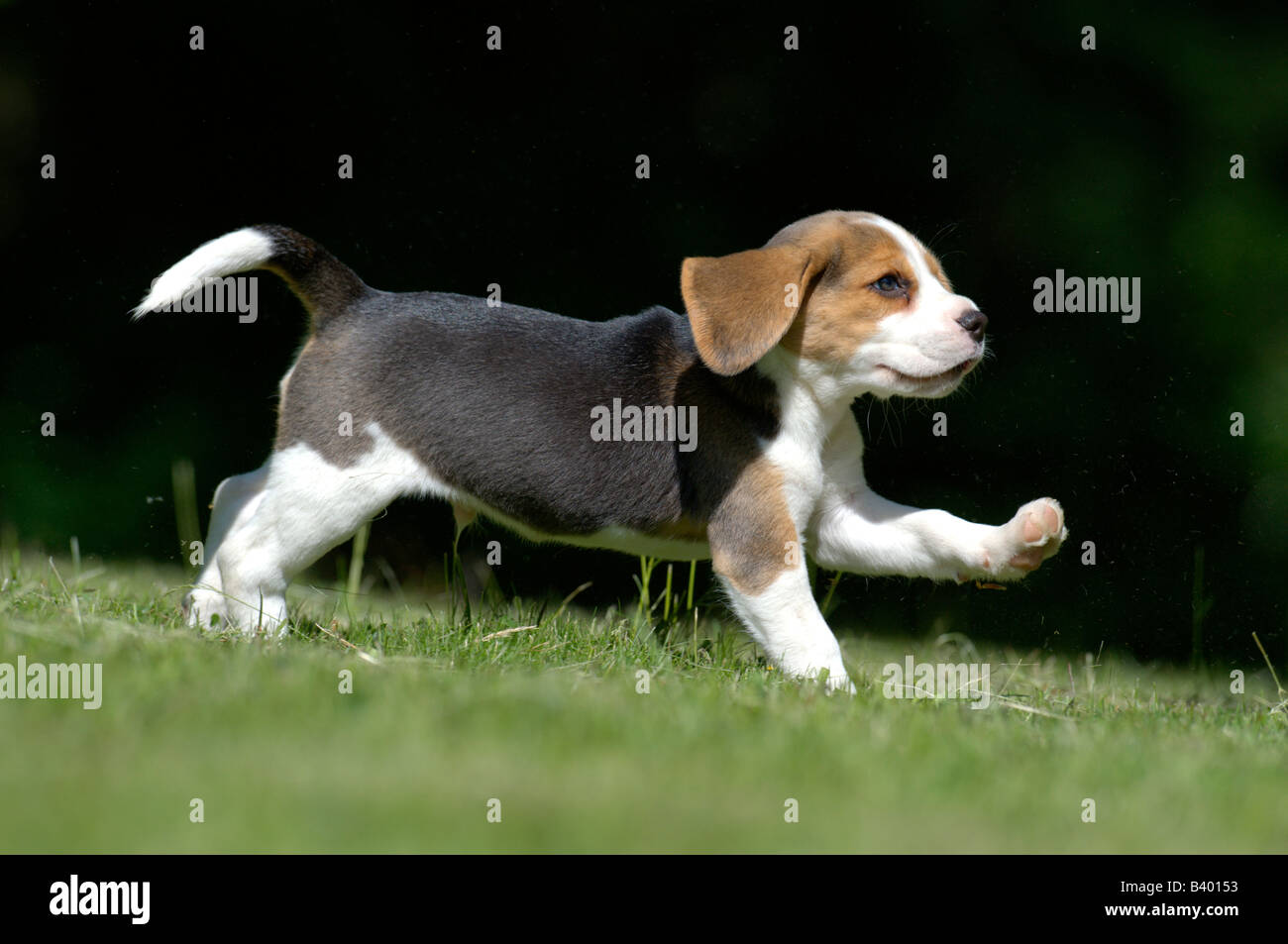 Beagle (Canis lupus familiaris), puppy running on grass Stock Photo