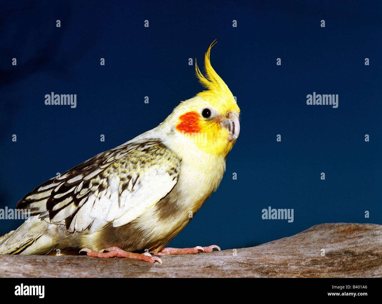 zoology / animals, avian / bird, Cockatiel, sitting, studio shot