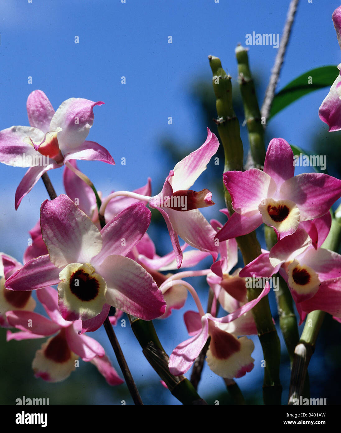 botany, Dendrobium, Dendrobium hybride, blossoms, llen malonies x fort nobel, breed, cross breed, orchid, Orchidaceae, Liliidae, Stock Photo