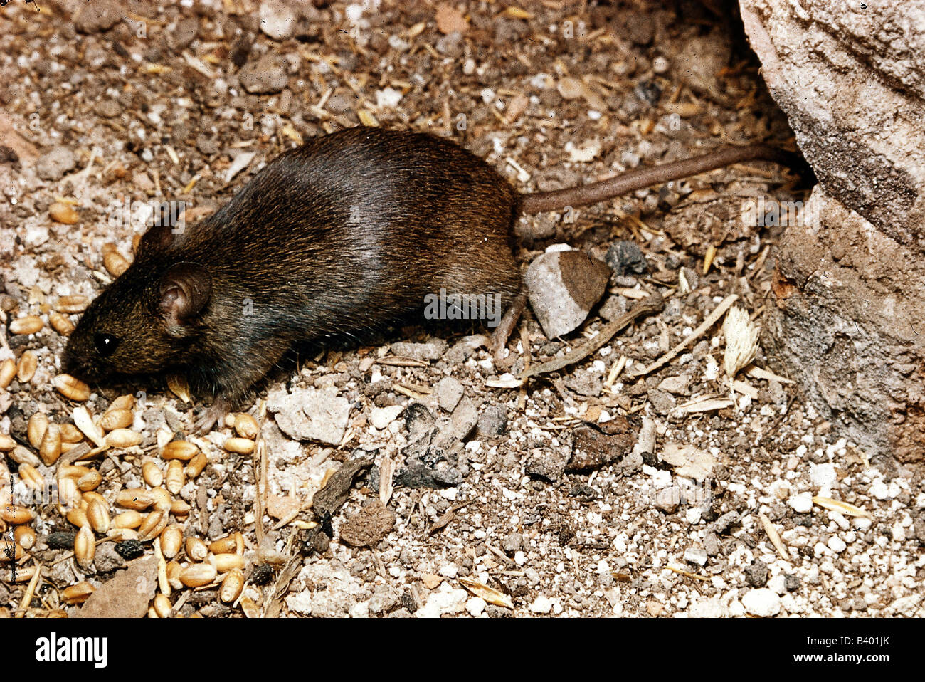zoology / animals, mammal / mammalian, mouse, dormouse, (Mus musculus domesticus), distribution: Europe, mouses, rodent, rodents Stock Photo