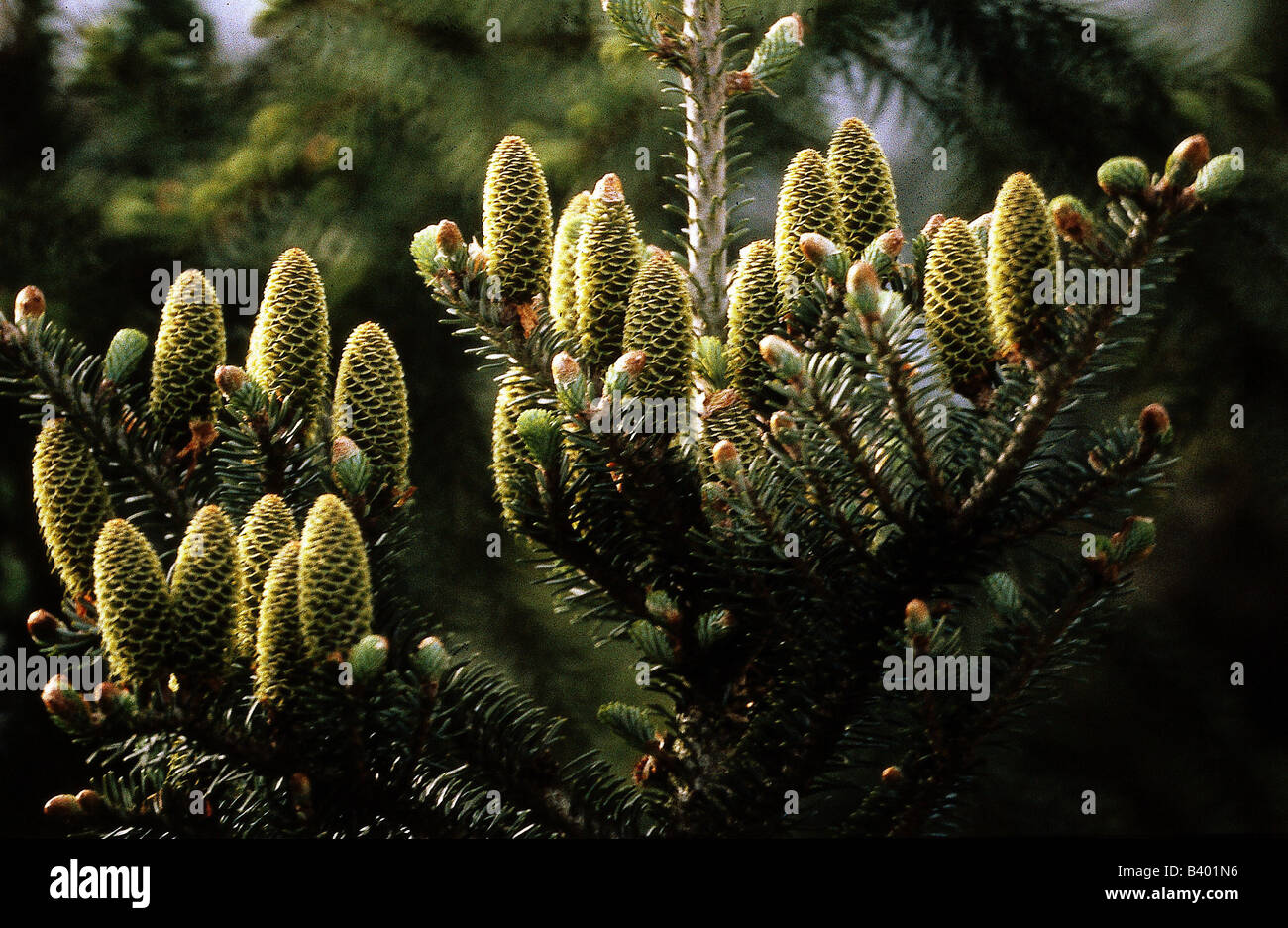 botany, fir, (Abies), cones, conifers, Pinaceae, Pinophyta, cone, Stock Photo